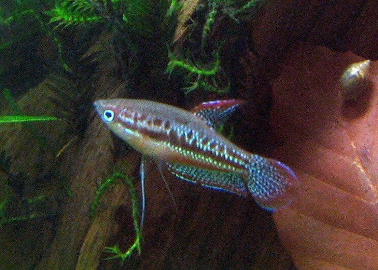 Musujące Gourami Pływanie