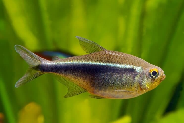 Czarna neonowa Tetra