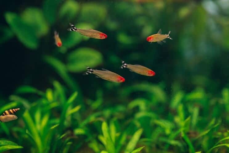 Remik Nose Tetra