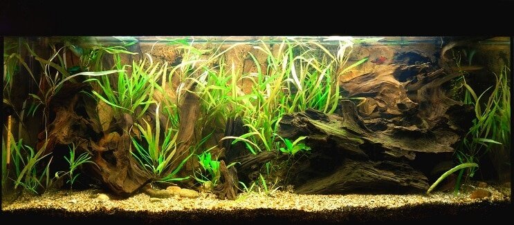 Warunki czołgu Clown Loach