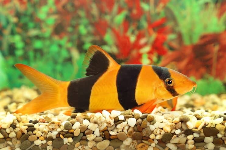 Przegląd Clown Loach