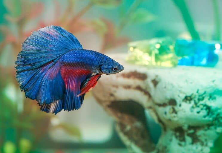 Choroba ryb Betta