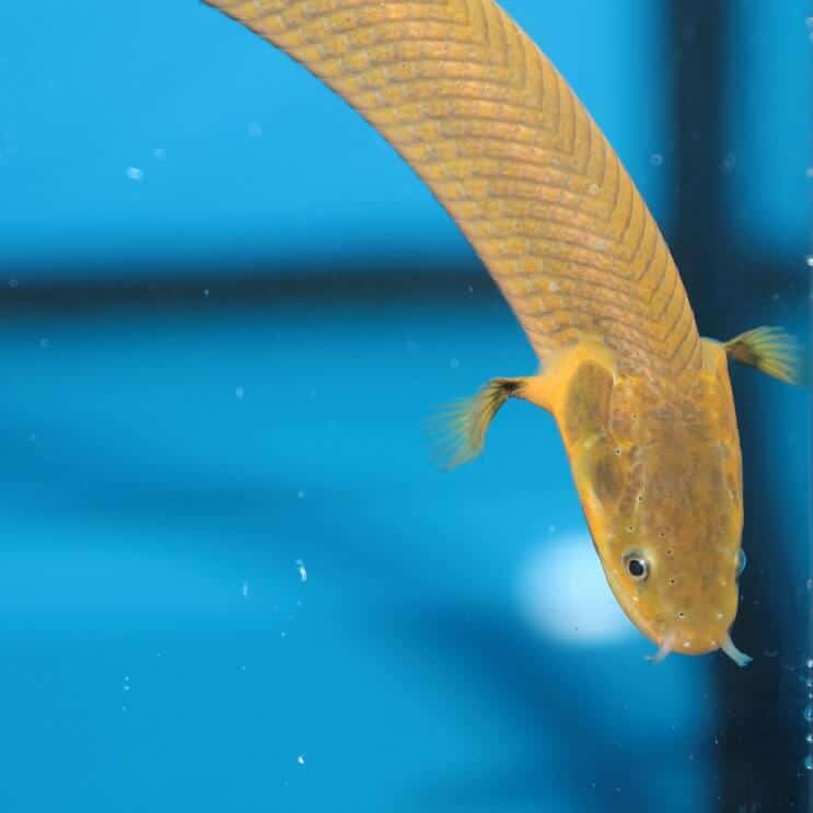 Rope Fish Pływanie