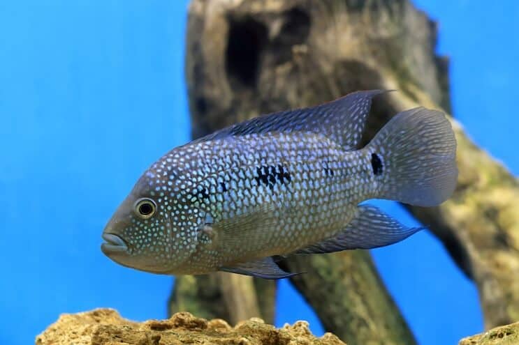 Przegląd Texas Cichlid
