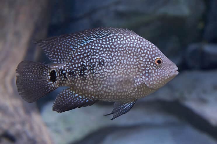 Wygląd Texas Cichlid