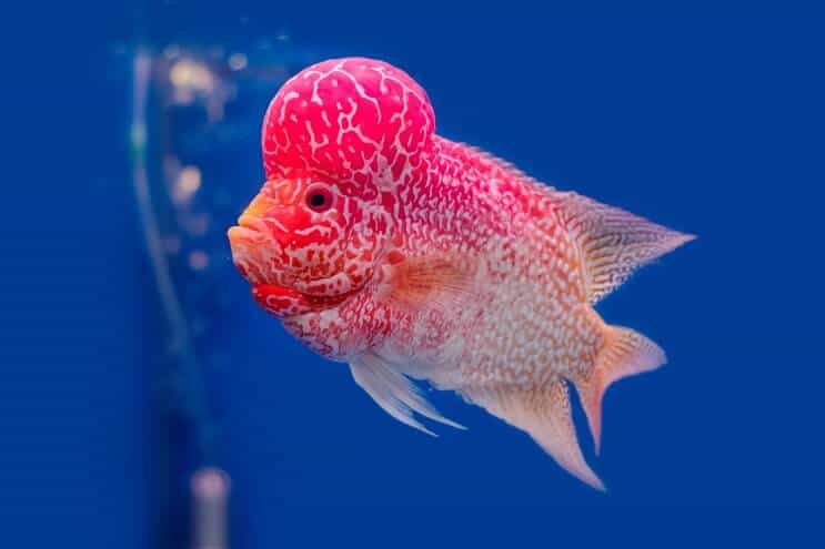 Przegląd pielęgnic Flowerhorn Cichlid