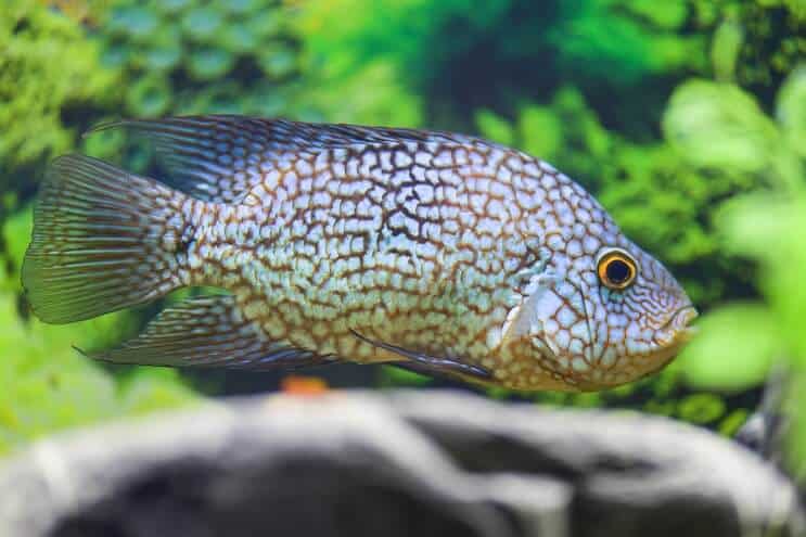 Dieta Texas Cichlid