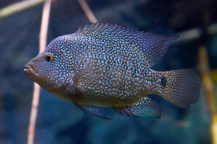 Pielęgnacja Texas Cichlid
