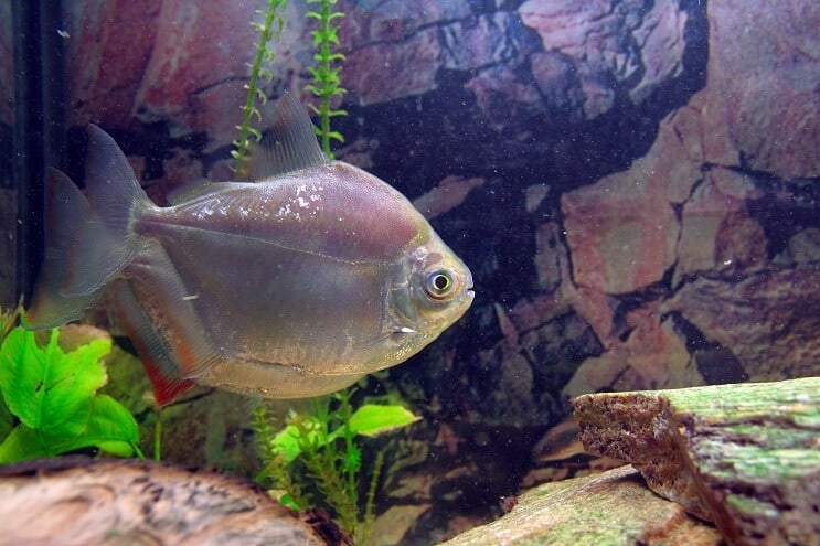 Wygląd Silver Dollar Fish