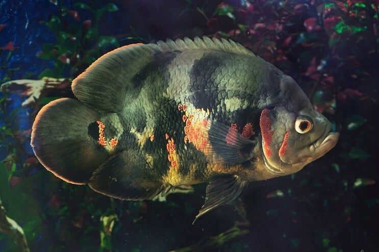 Czarny Oscar