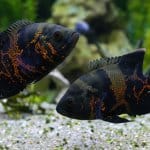 10 pięknych rodzajów banerów Oscar Fish