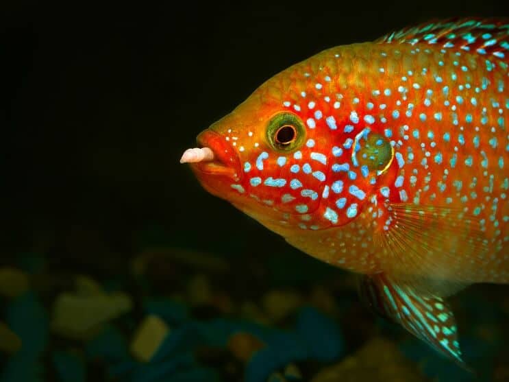 Afrykańskie karmienie Jewelfish