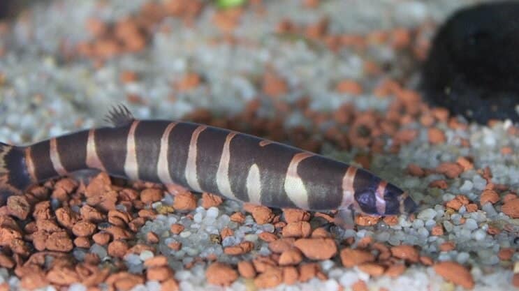 Wygląd Kuhli Loach