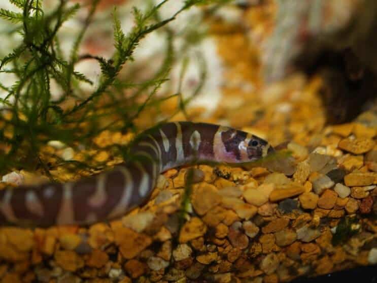 Habitat Kuhli Loach