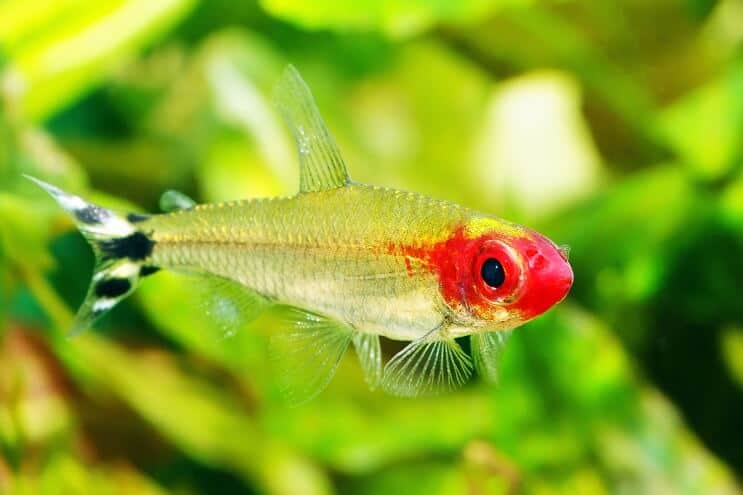 Remik Nose Tetra