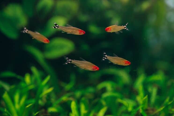 Remik Nose Tetra Tank Mates