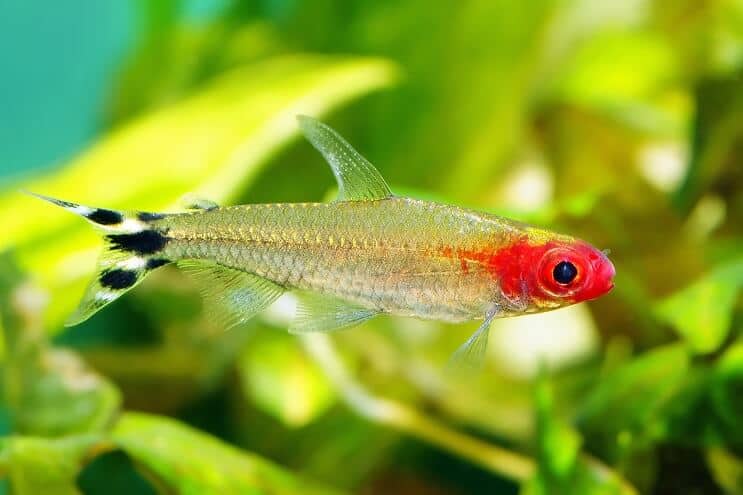 Pływanie Remik Nose Tetra