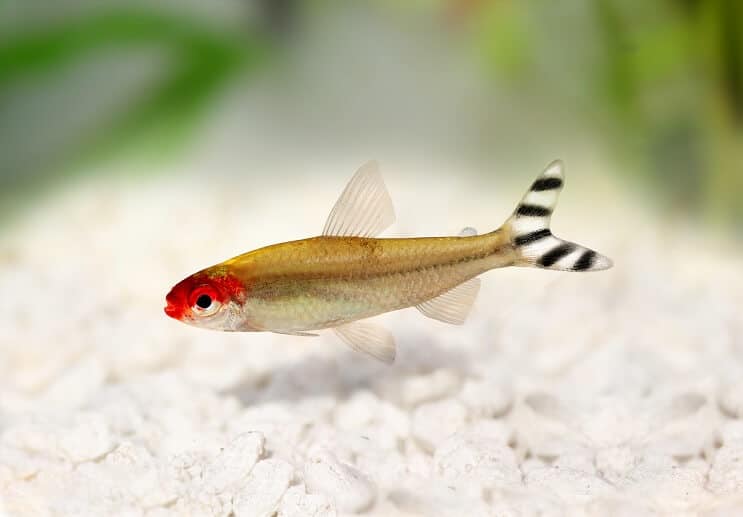 Wygląd Rummy Nose Tetra