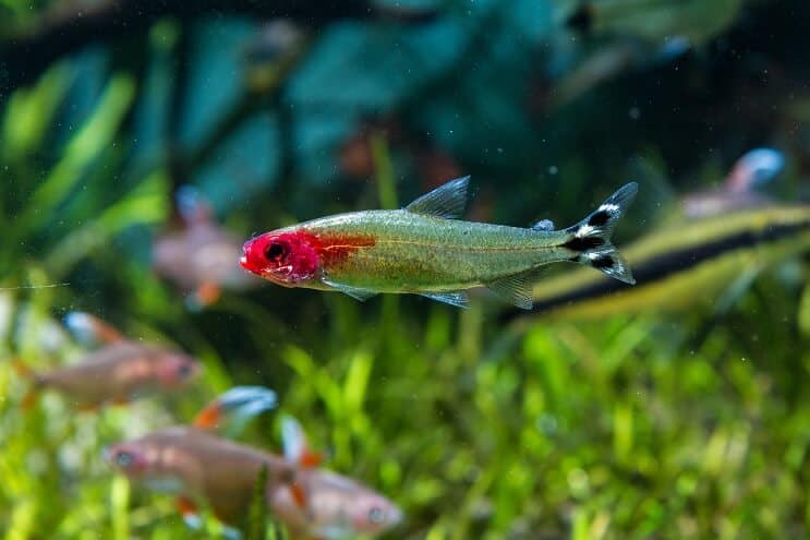 Warunki zbiornika Tetra z nosem remika