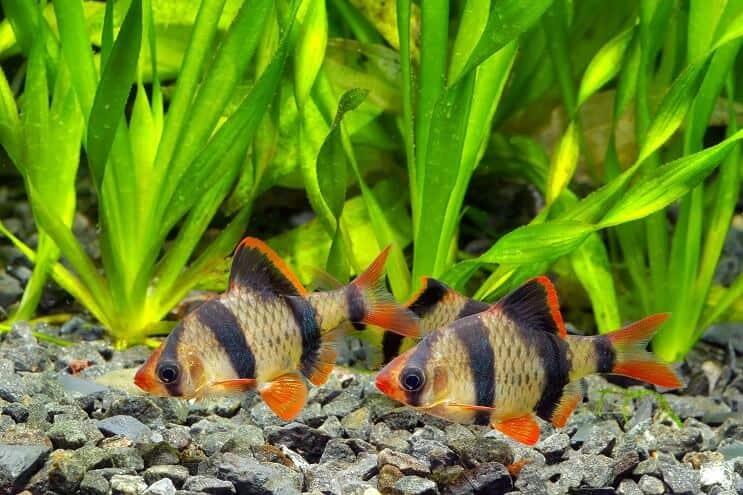 Habitat Tiger Barb Habitat