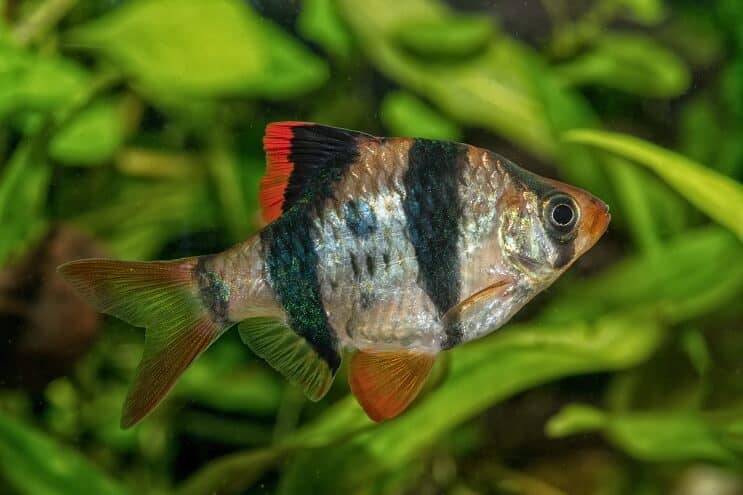 Wygląd Tiger Barb
