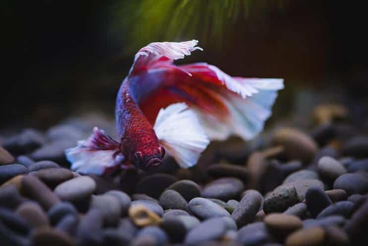Pływanie Betta Fish