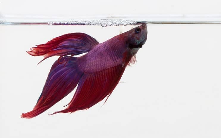 Purple Betta