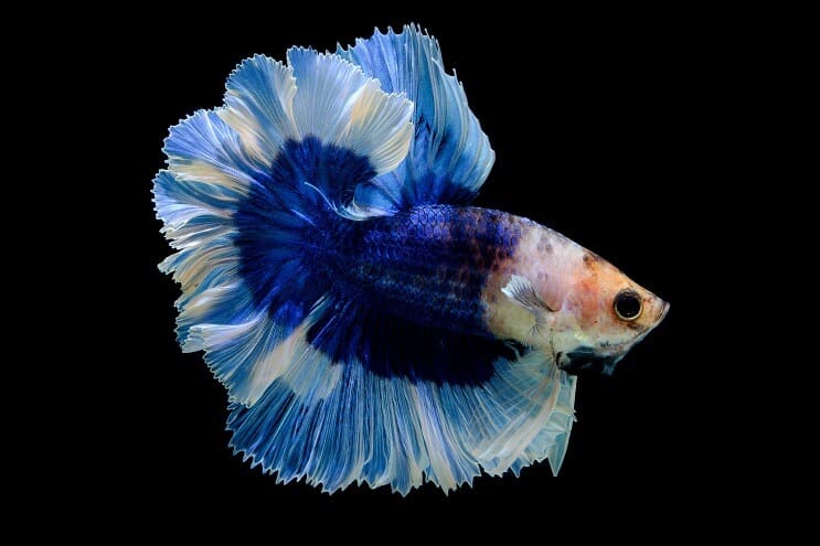 Butterfly Betta