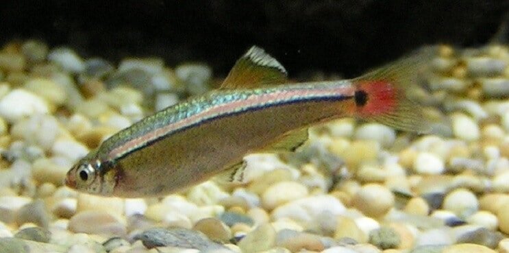Przegląd White Cloud Mountain Minnow