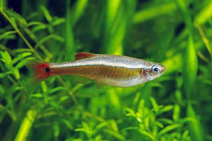 Wygląd White Cloud Mountain Minnow