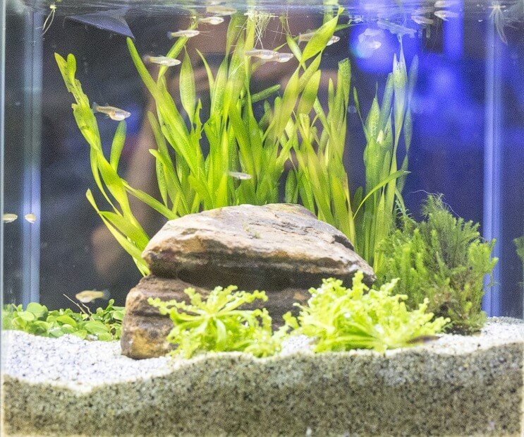 Warunki w zbiorniku White Cloud Mountain Minnow