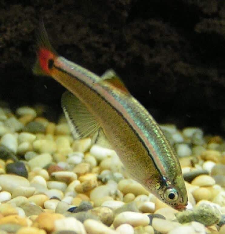 Dieta Minnow Górskiej Białej Chmury