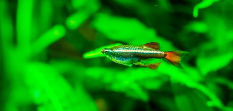 Biała Chmura Minnow