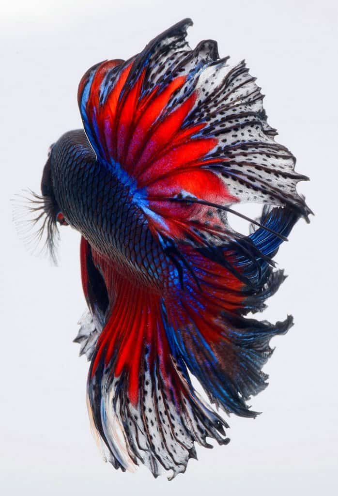 Ryba Betta