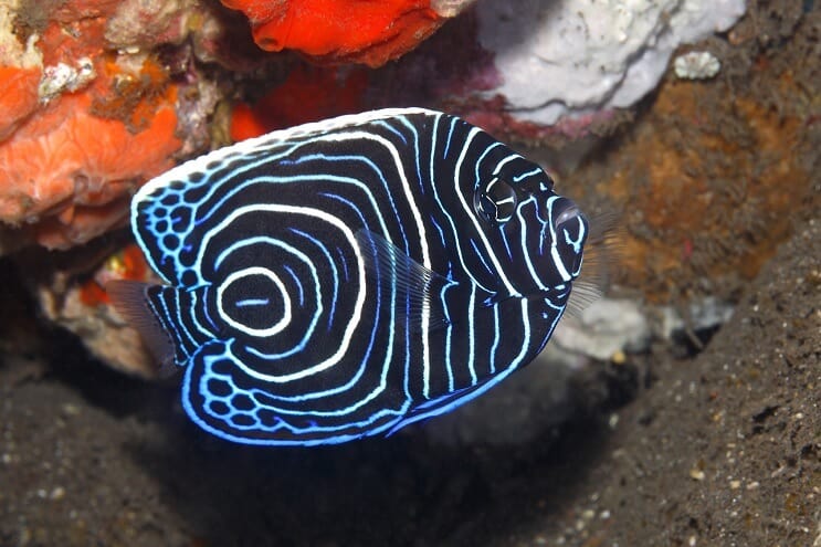 Nieletni cesarz Angelfish