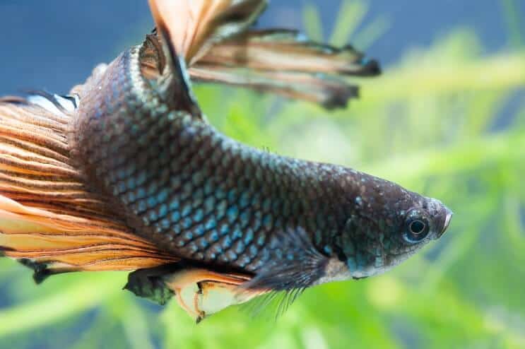Kobieta Ryba Betta