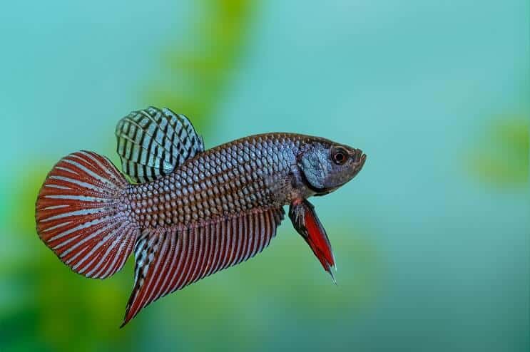 Ryba Betta
