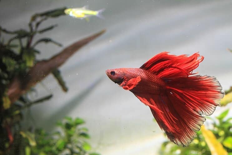 Pływanie Betta Fish