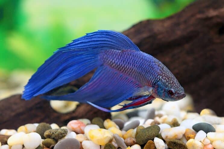 Blue Betta