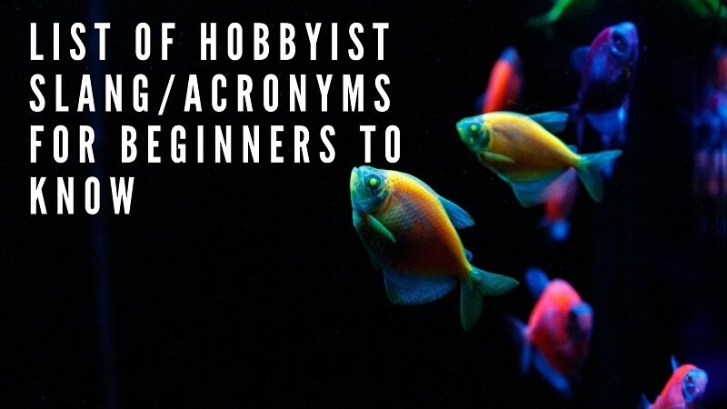 lista hobbystów slang_acronyms dla początkujących