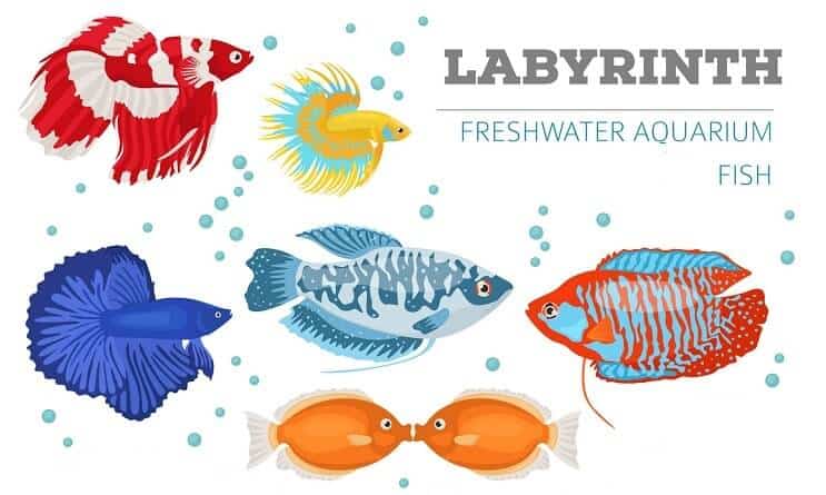 Ryby labiryntowe