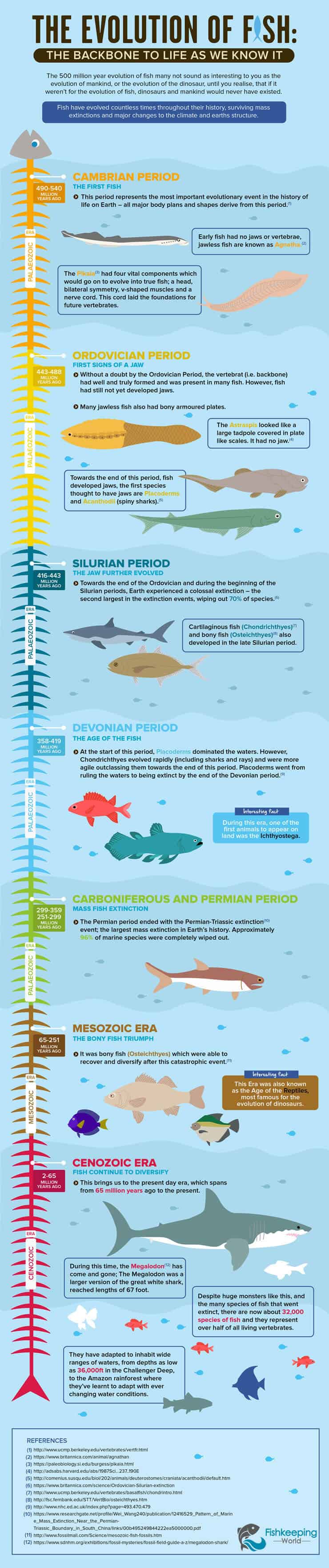 Infografika ewolucji ryb