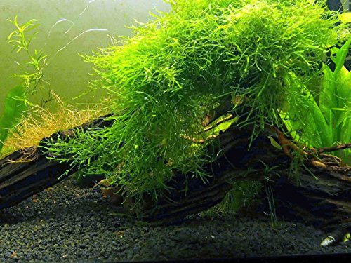 Aquatic Arts Java Moss (duża porcja 25 cali kwadratowych) Słodkowodne rośliny akwariowe | Java Moss Live Plant do akwarium | Rośliny akwariowe na żywo | Dobrze łączy się z kulkami mchu Marimo w akwarium z roślinami