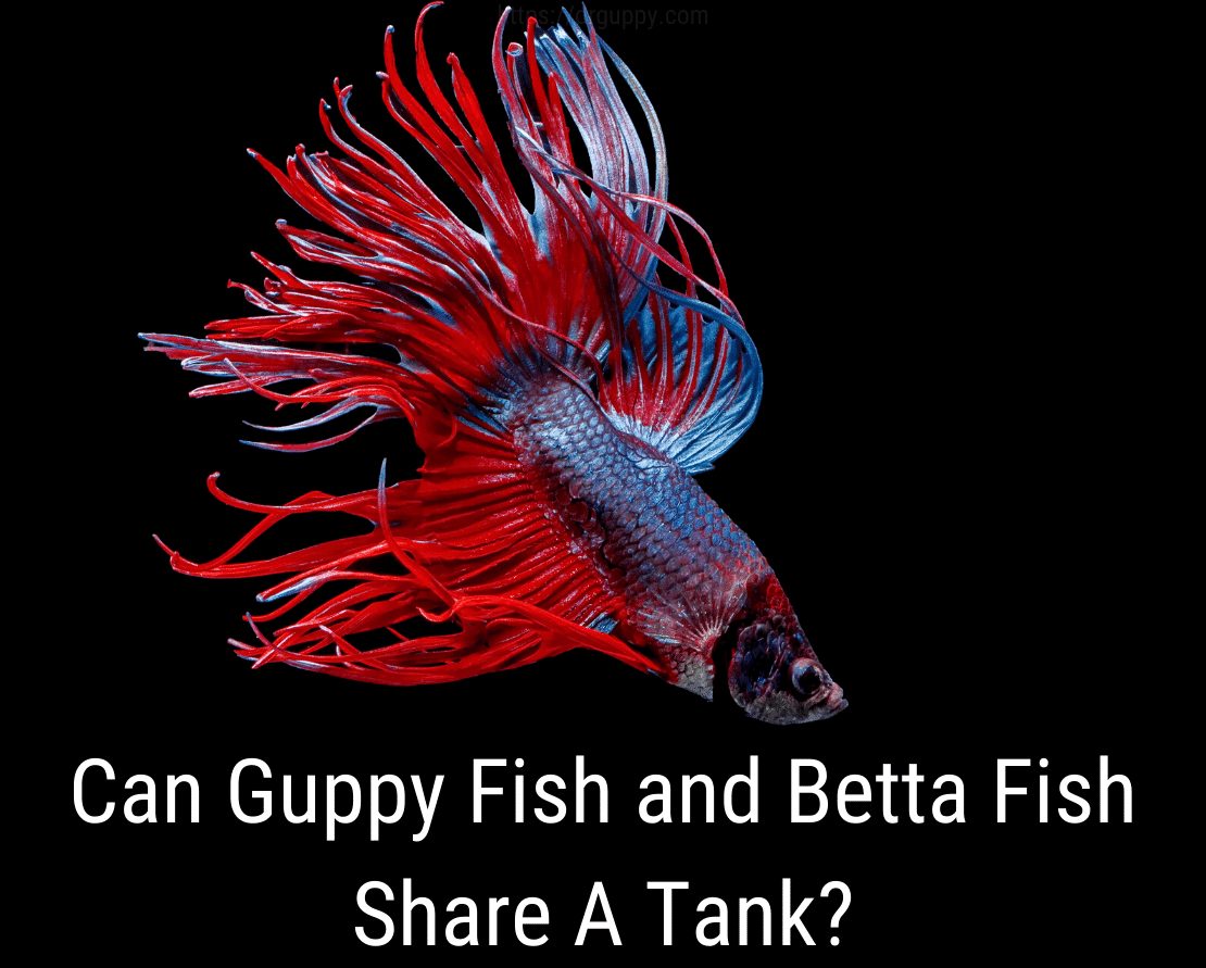 Czy Gupik Fish i Betta Fish mogą dzielić zbiornik?