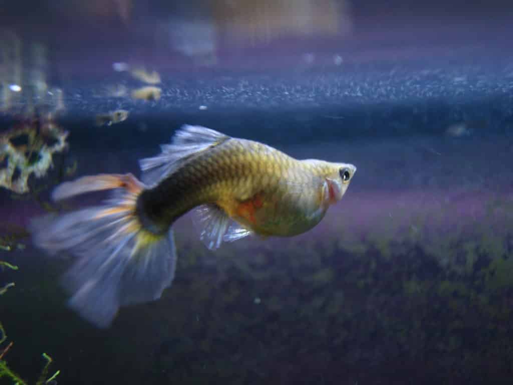 Gupik Fish Dropsy - przyczyny i możliwe leczenie