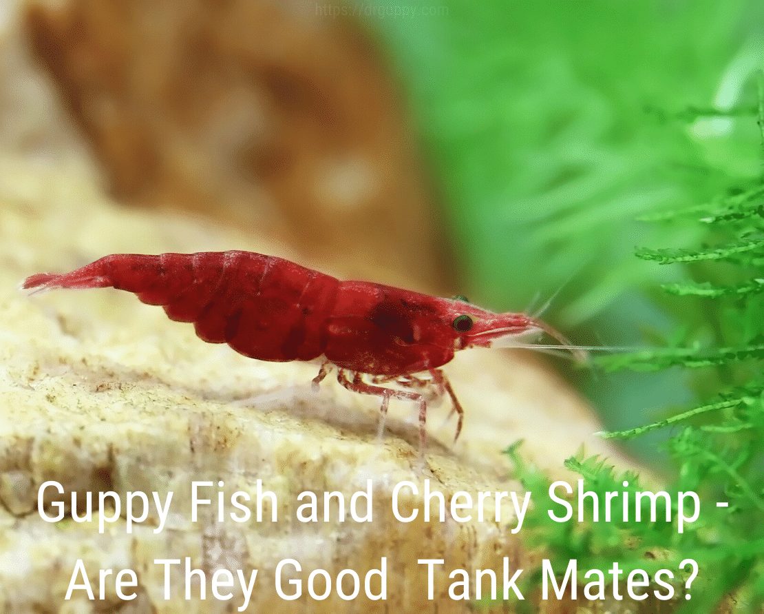 Gupik Fish and Cherry Shrimp - Czy są dobrymi towarzyszami w akwarium?