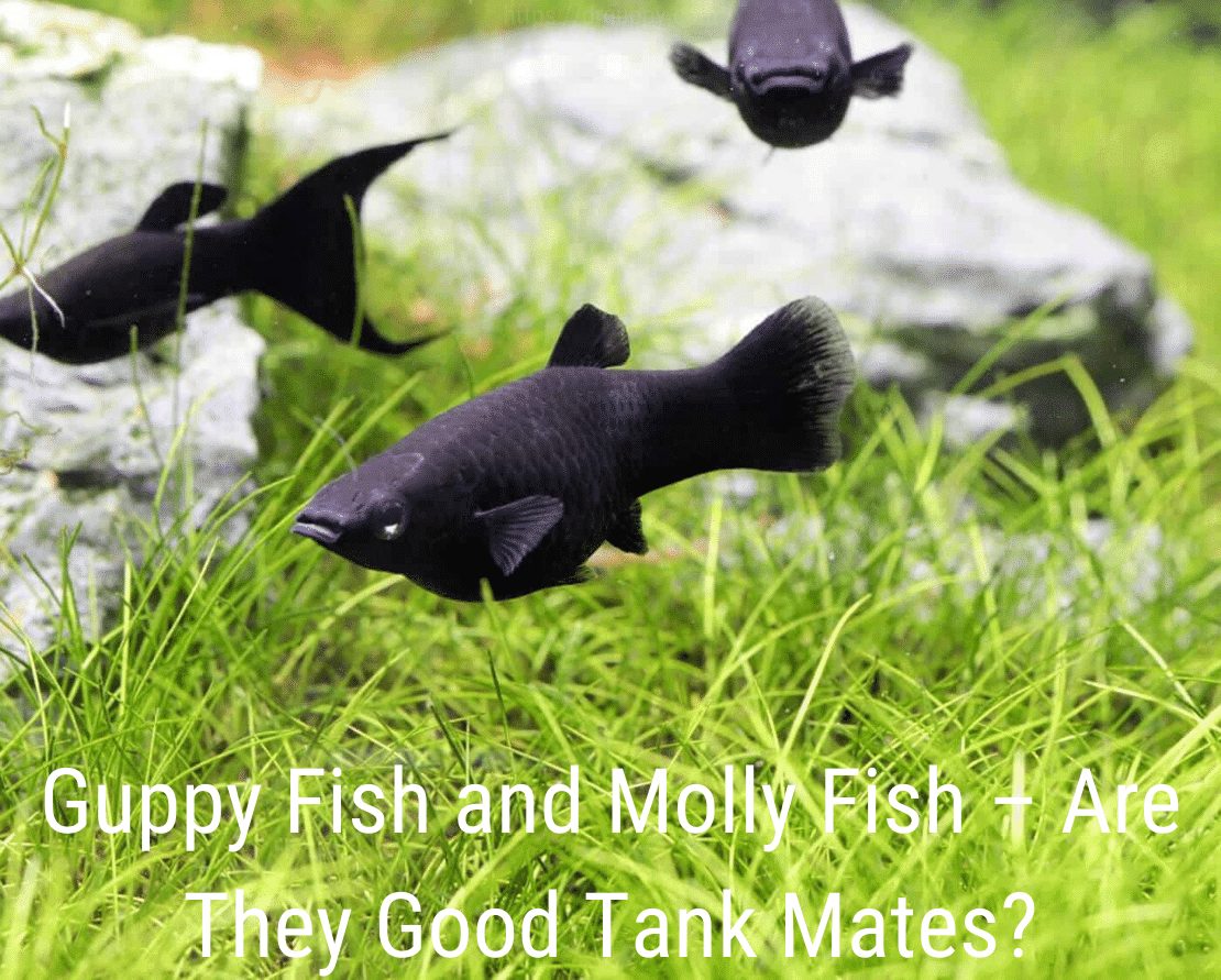 Gupik Fish i Molly Fish - czy są dobrymi towarzyszami w akwarium?