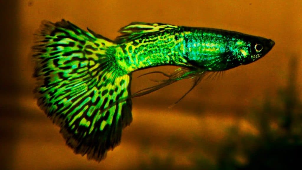 Zielony Metalhead Cobra Guppy
