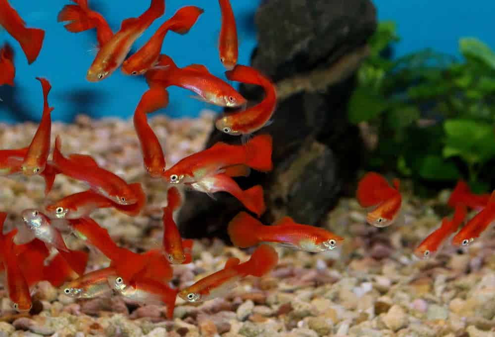 Blonde Red Guppy