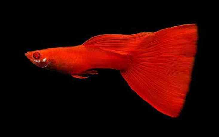 Pełny Red Albino Guppy.